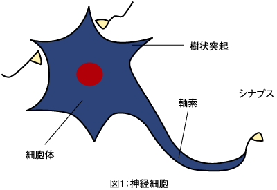 図1:神経細胞